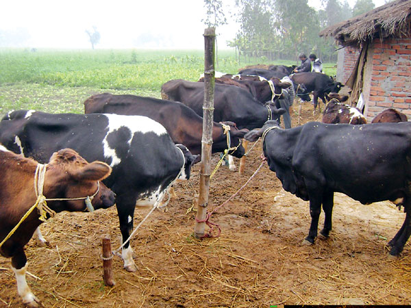 राजधानीमा गोर्वधन पूजाका लागि गोवर बुकिंग हुँदै