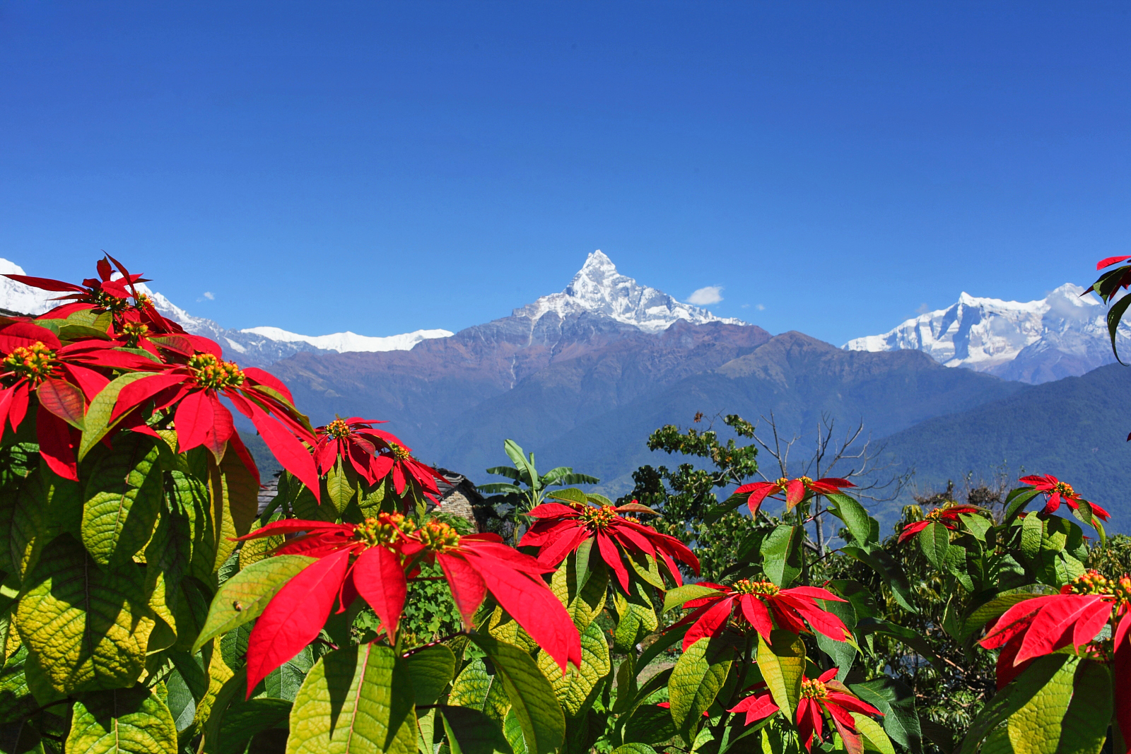 फुल्नै छोड्यो लालुपाते