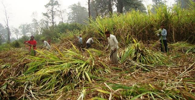 किसानलाई राज्यले यसरी ठगिरहेको छ