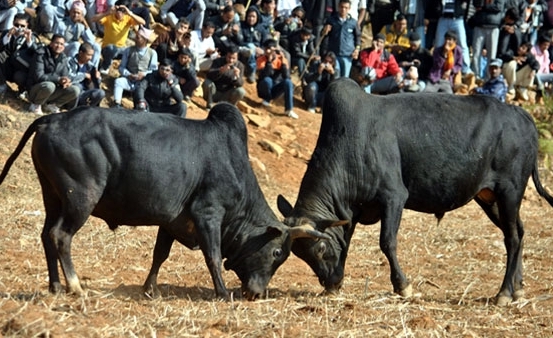 तारुका र बेत्रावतीमा अठ्ठाइस हल गोरु जुधाइने