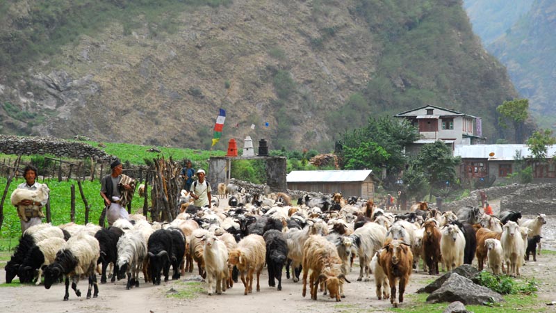 ध्यान नदिँदा लोप हुने भयो भेडा व्यावसाय