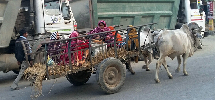 बयलगाडामा बिरामी !