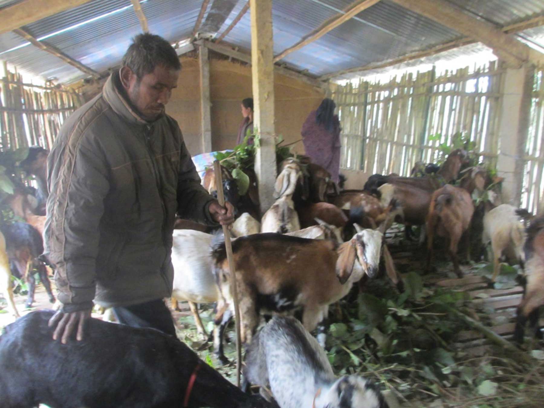 बाख्रापालन व्यवसायमा रमाउँदै छन् दृष्टिविहीन जीतबहादुर