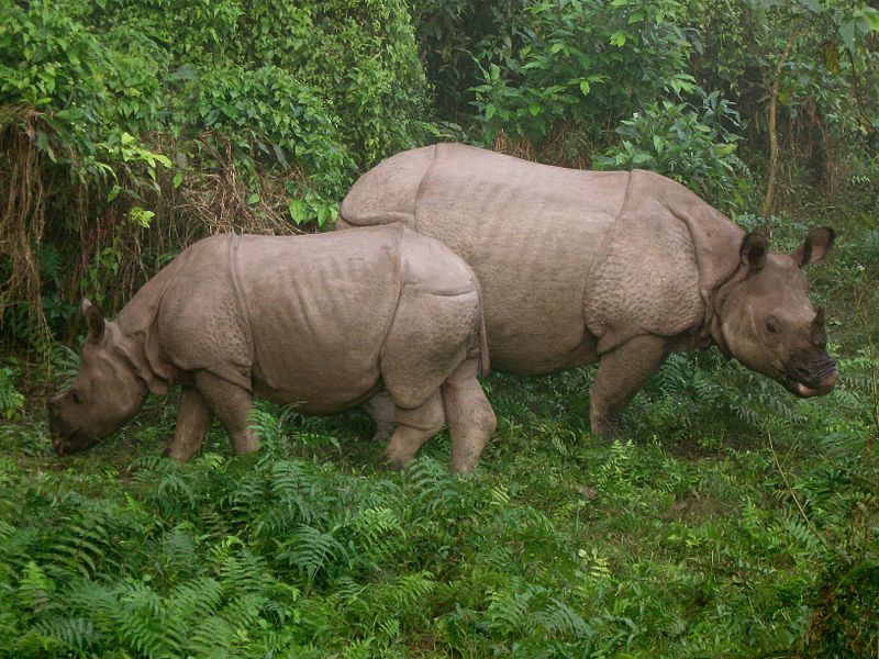 अर्नाको साटो कोसीमा एक सिङ्गे गैंडाको माग