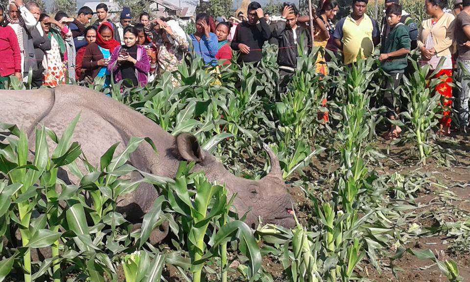 करेन्ट लागेर गैंडाको मृत्यु, खाग र खुर झिकियो