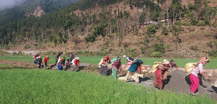 बिकास निर्माणमा महिला, पुरुषको उस्तै सहभागिता