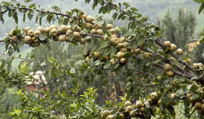 क्यान्सर रोक्न नासपातीको नियमित प्रयोग गर्नुहोस्