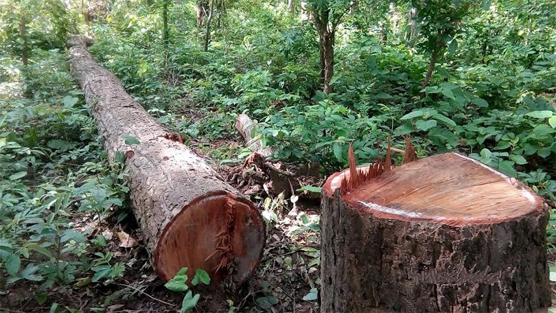 वन फँडानीका कारण जीवजन्तु सङ्कटमा