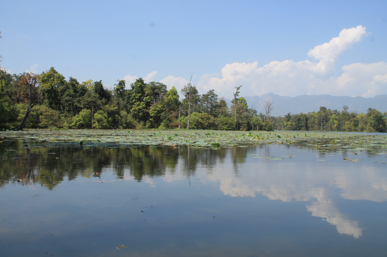 वन्यजन्तुका लागि कृत्रिम ताल थपिँदै