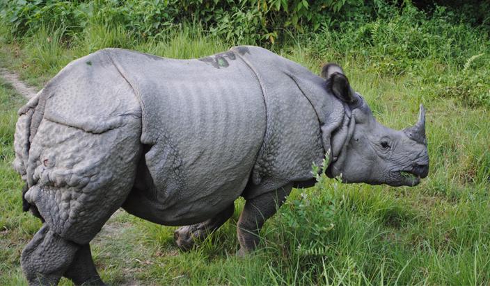 गैंडाको आक्रमणबाट एकको मृत्यु