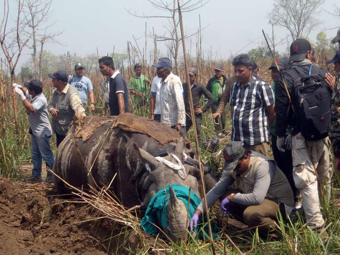 थप एक गैँडा नियन्त्रणमा, तीन दशकमा ९८ गैँडा स्थानान्तरण