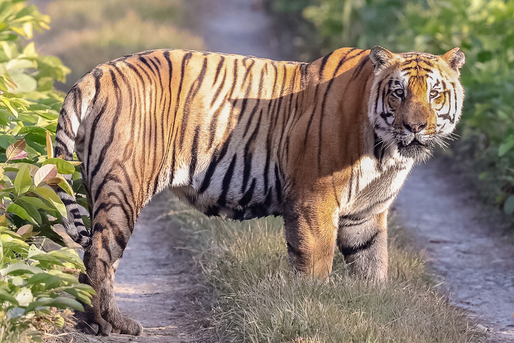 बर्दियामा बाघको आकर्षण