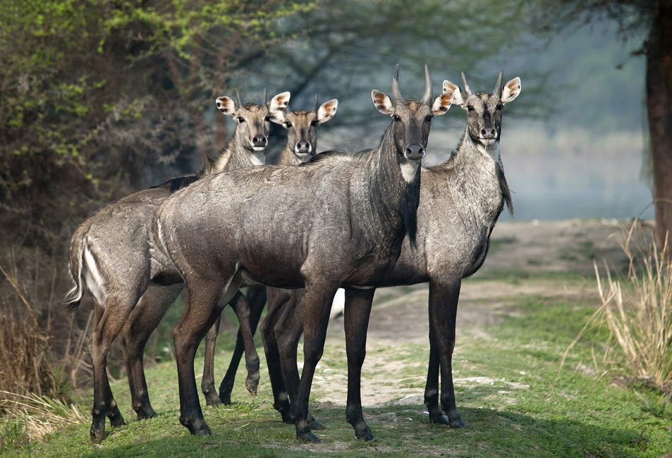 महोत्तरीका आधादर्जन गाउँमा एकैसाथ देखिए सयवढि निलगाई