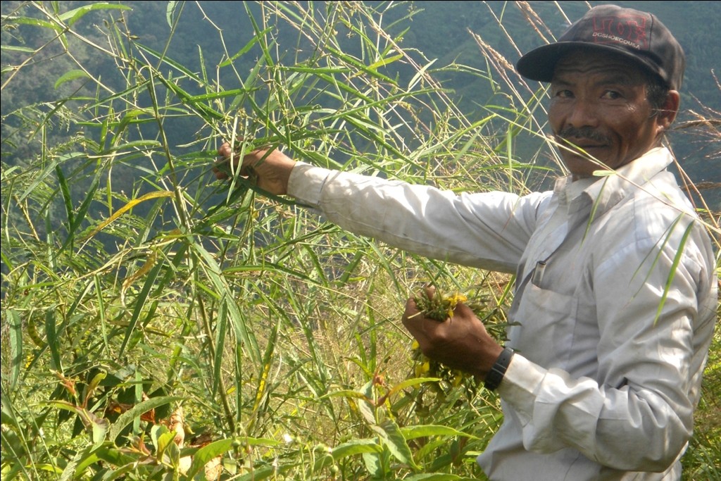 तीनसाले खोरीयामै आम्दानीको स्रोत खोज्दै चेपाङ