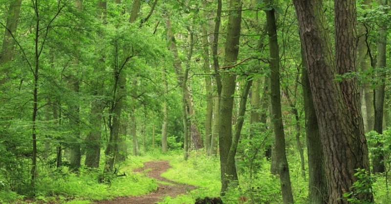 वन पुनःस्थापना अभियान, २८ हजार बिरुवा रोपियो