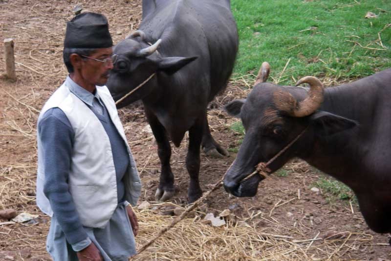 बकेर्नु भैँसीपालनतर्फ कृषक आकर्षित