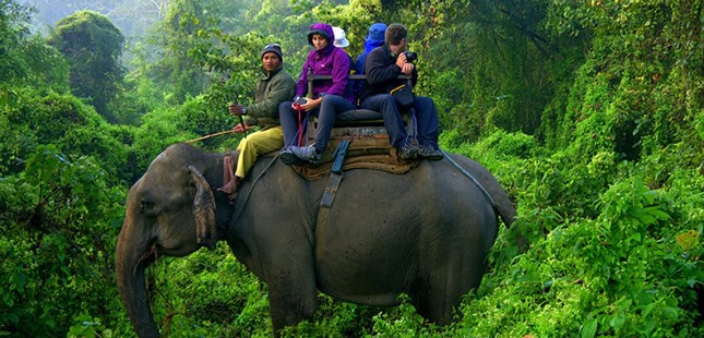 हात्तीसारेका लागि पहिलोपटक बीमा, घटना भइहाले १० लाख पाउने