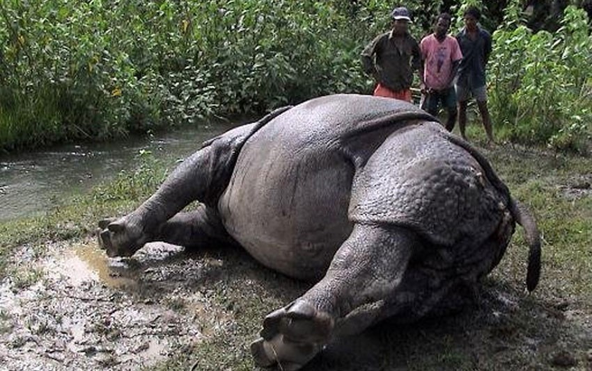 मानवीय कारणले २५ गैडा मरे