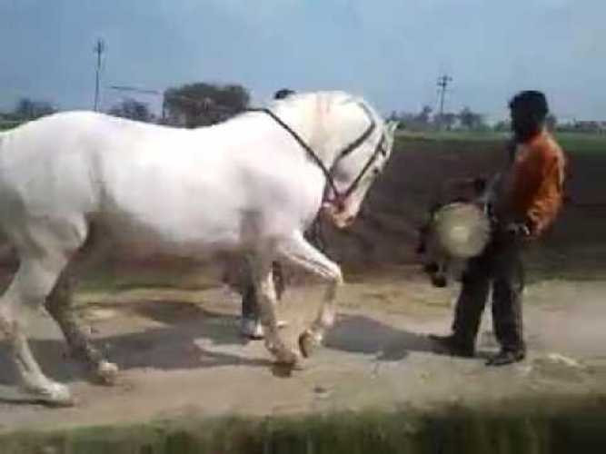 उन्नाइस वर्षपछि पाण्डव कथामा आधारित घोडा चढेर नाच्ने नाच हुने