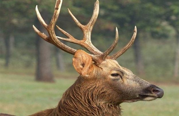 बाढीपछि हराएको बाह्रसिंगे भेटियो