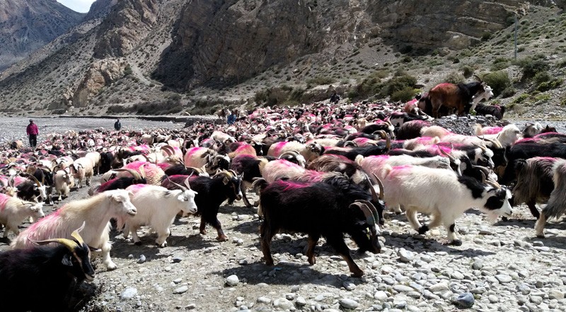 असोजको पहिलो सातामा च्याङ्ग्रा आइसक्ने