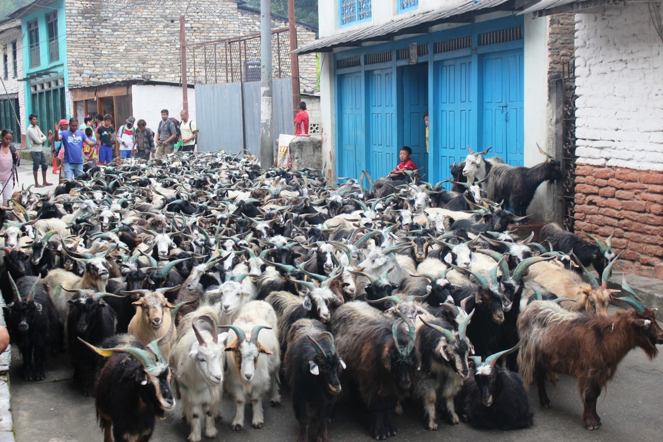 मासिक ८ अर्बको खसीबोका खपत, दशैंमा समान्य अवस्थाको तुलनामा ८ गुणा बढी