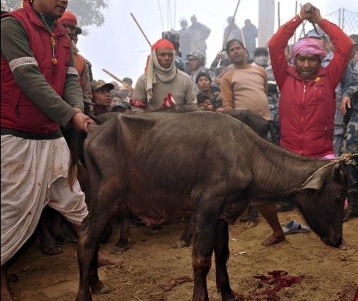 कंकाली मन्दिरमा करिव पाँच सय राँग र १२ हजार खसिबोकाकोको बलि