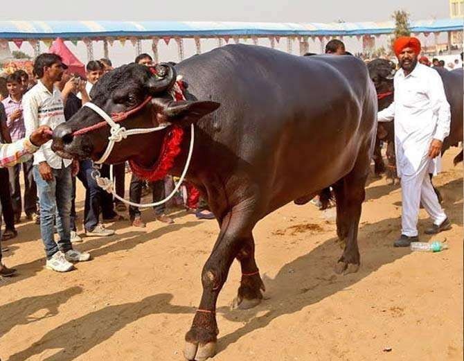 अचम्मको राँगो हप्तामा सातैबार फरक रक्सीको स्वाद लिन्छ, विर्यबाट वर्षमा ९० लाखको आम्दानी