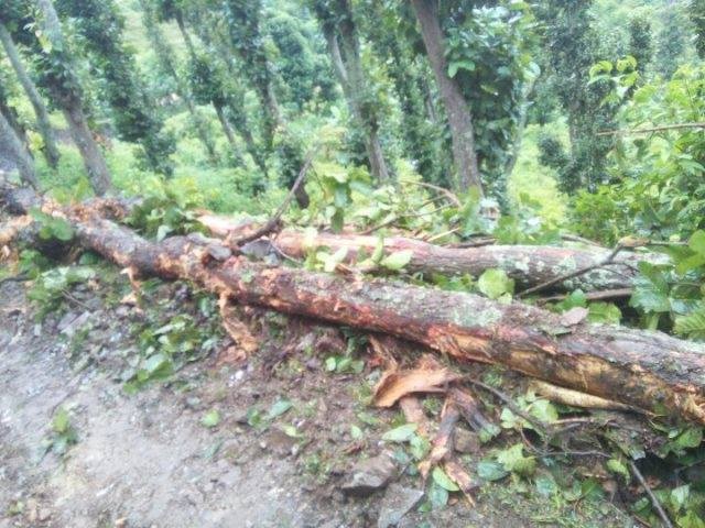 रूख ढाल्दा घरमा बसेकी वृद्धाको मृत्यु