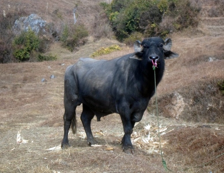 यौन सम्पर्कबाटै वर्षमै दुई लाख रुपैयाँ कमाउँछ यो रांगो