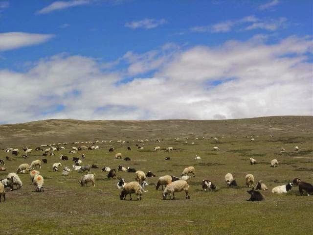 संकटमा भेडापालन व्यवसाय