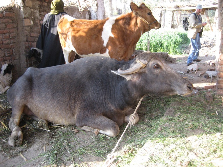 गाईको दुध कि भैसीको दुध प्रयोग गर्दै हुनुहुन्छ ? यस्ता छन् फरक