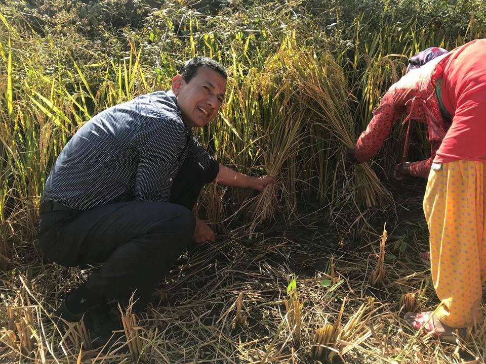 चुनावी नौंटकीमा एमाले अगाडि : कसैले गाई दुहे, कसैले भाँडा माझे (फोटो फिचर)