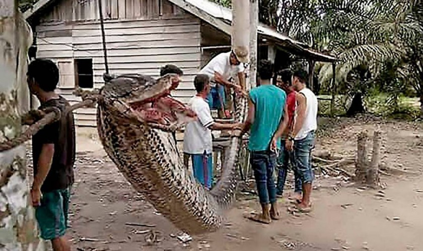 २६ फिट लामो अजिंगर मारेर खाइयो