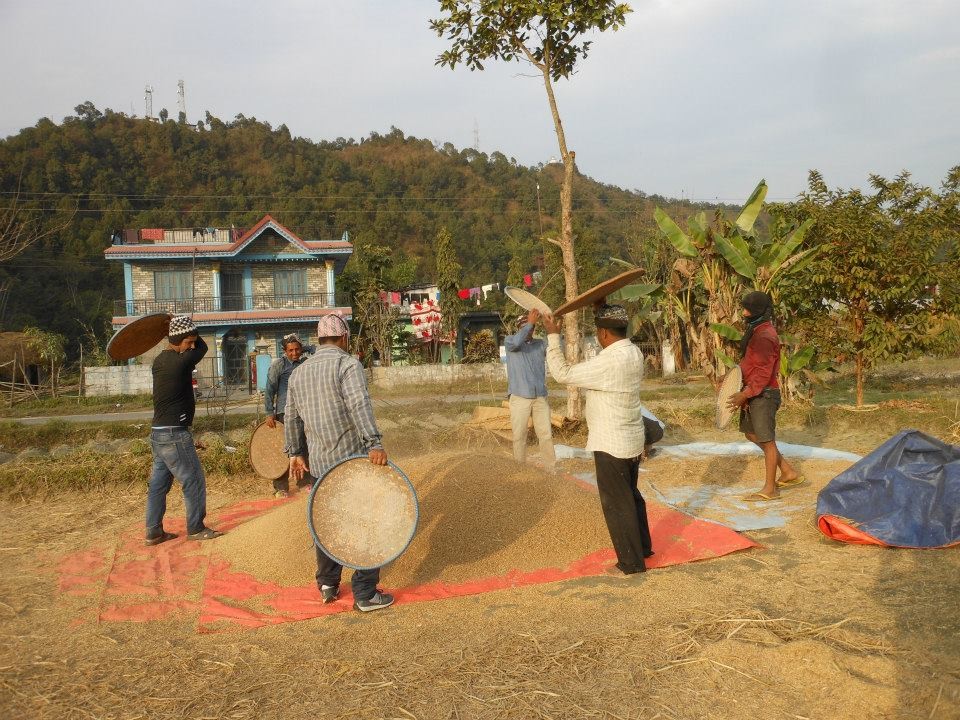 दाइँ लगाउने चलन हराउँदै