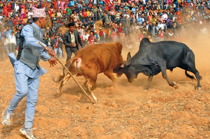 नुवाकोटमा ४० हल गोरु जुधाउँइदै