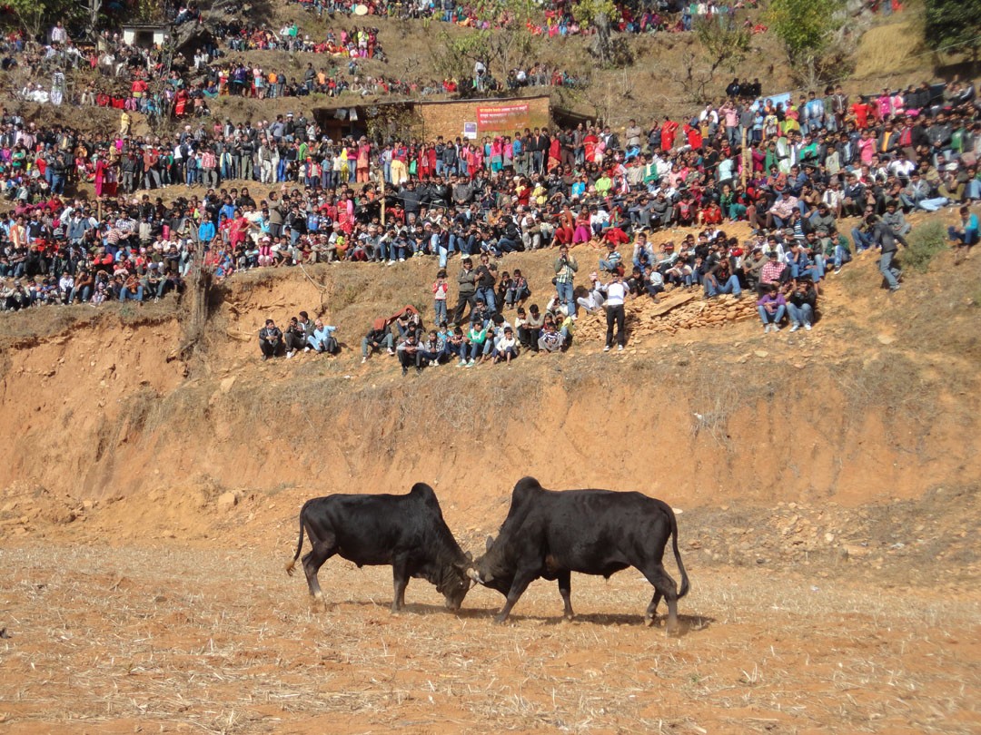 ४० हल गोरु जुधाइयो, बझाङी राजालाई श्रद्धाञ्जलि