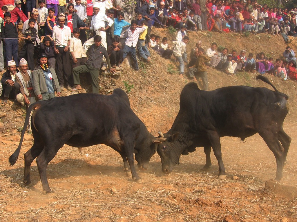 नुवाकोटमा जुध्दै छन् २८ हल गोरु