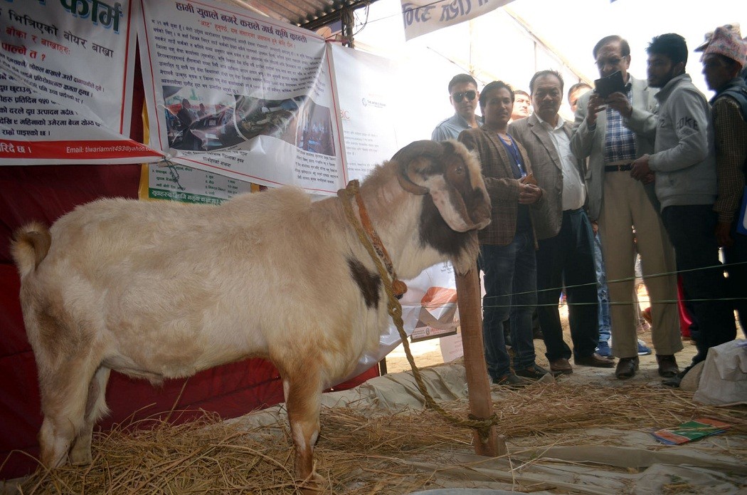 नुवाकोटमा साढे तीन लाख रुपैयाँ पर्ने बोको, अवलोकन गर्न पूर्व अर्थमन्त्री डा.रामशरण महत पनि पुगे