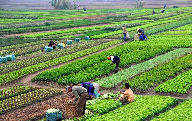 कसैले ऋण नपत्याएपछि तरकारी खेती गर्दा दुःखका दिन विदा