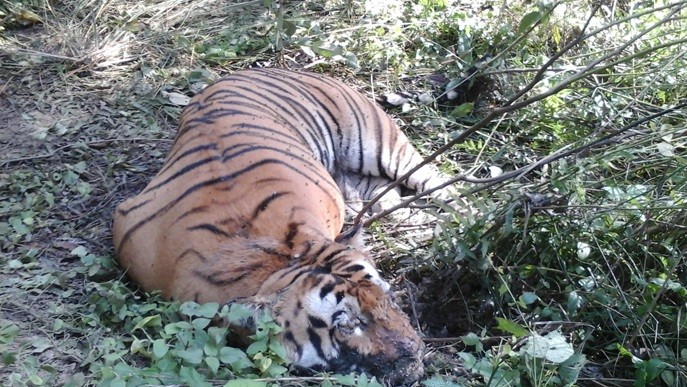 दुर्लभ पाटेबाघ मृत अवस्थामा भेटियो, अर्को बाघसँग जुधेको अनुमान