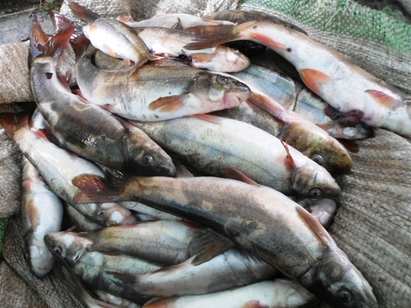 अहिले पनि छामेर र सुँघेरै जाँचिन्छ माछाको गुणस्तर