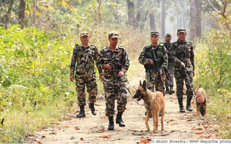 वन्यजन्तु सुरक्षामा चितवन राष्ट्रिय निकुञ्जकाे गस्ती