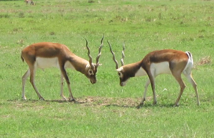 हाडनाता सम्बन्धले कृष्णसार संकटमा