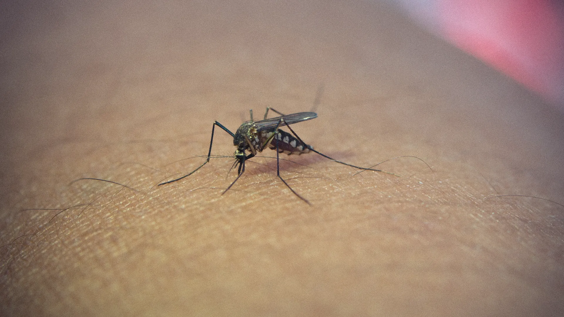 Dengue Surge Hits Baglung with Over 600 Cases Reported