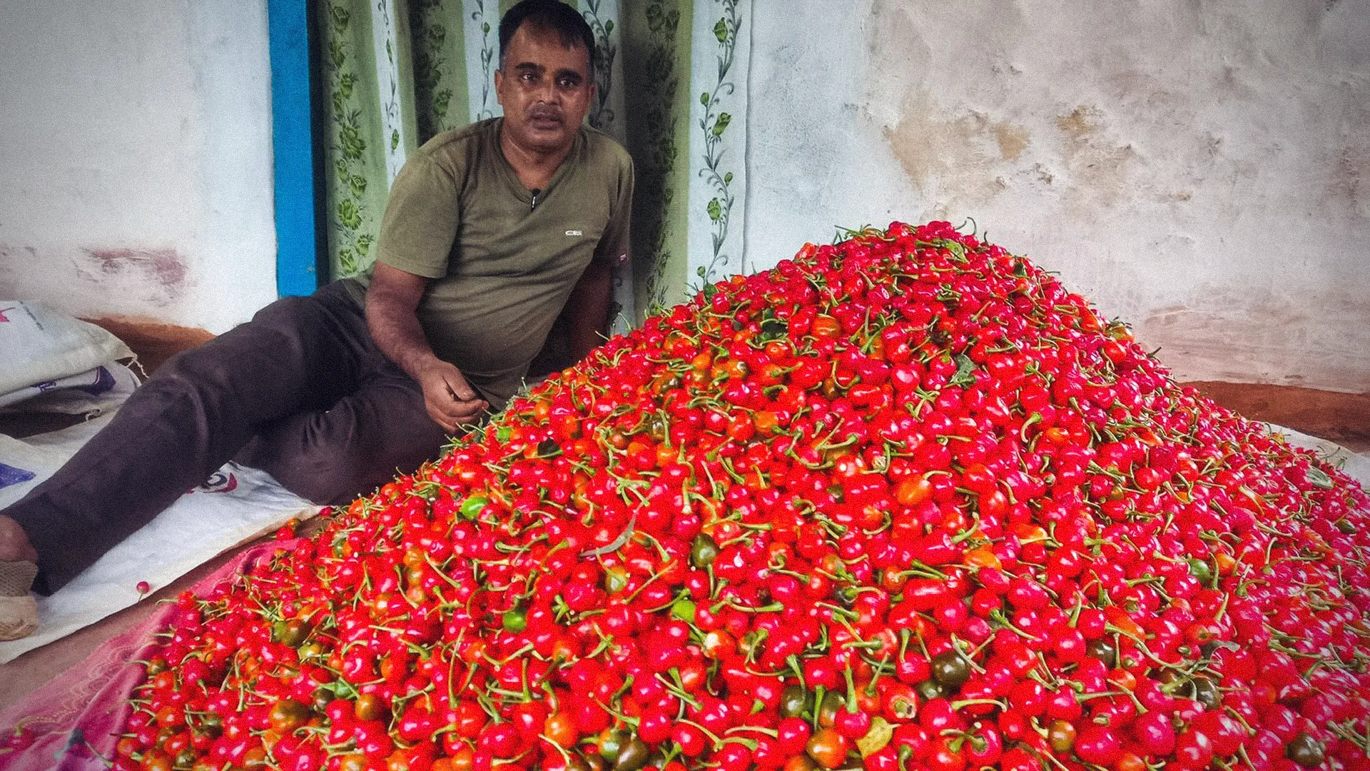Palpali Farmers' Attractive Revolution Selling 250 Tons of Akabare Chilies!