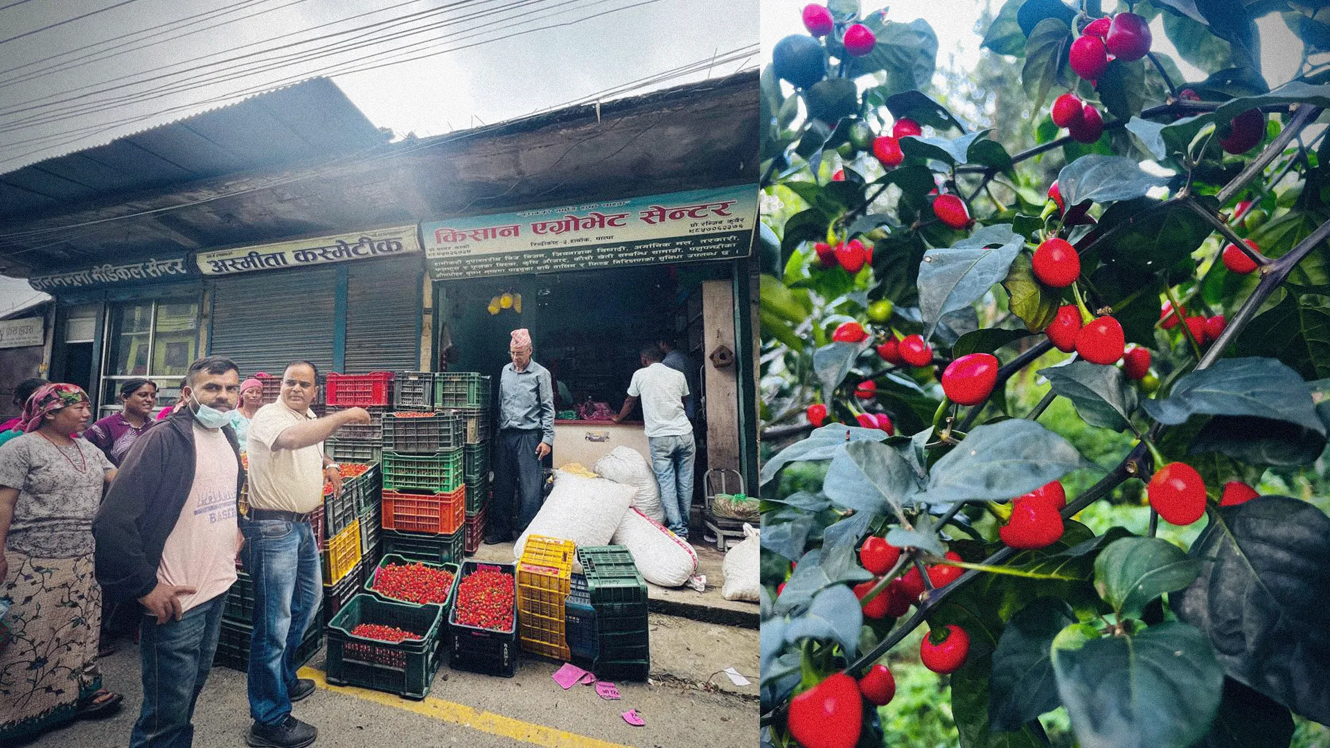 स्थानीय शिक्षक तथा अगुवा कृषक जनक आचार्य