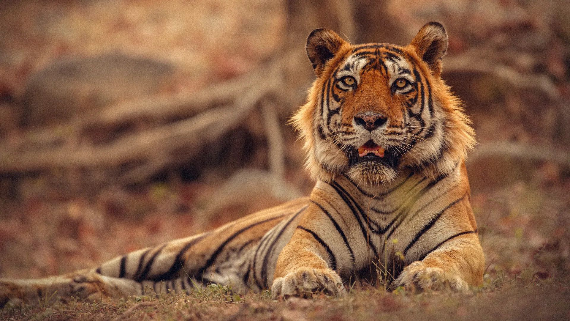 Nepal's Tiger Population Hits 429 as Human-Wildlife Conflict Escalates