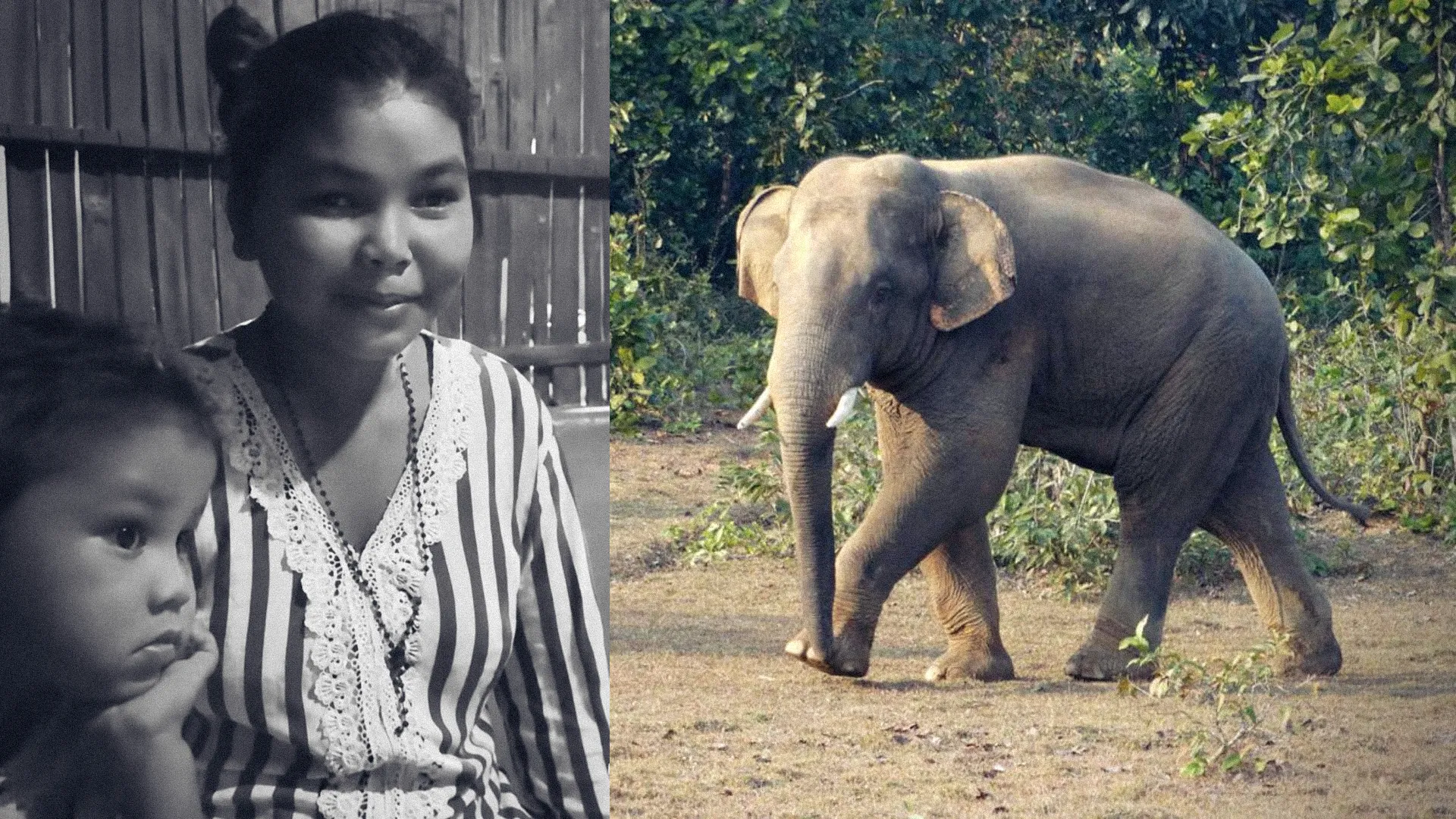 Wild Elephant Attack In Chitwan Kills Mother And Son Inside Residence
