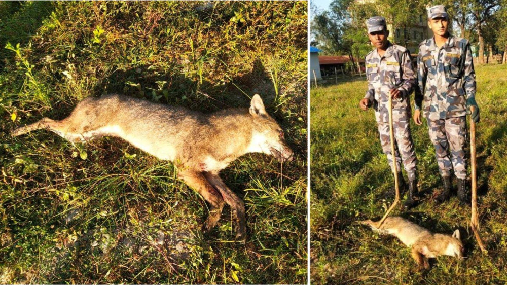 प्रहरीसँगको इन्काउन्टरमा स्याल ठहरै 